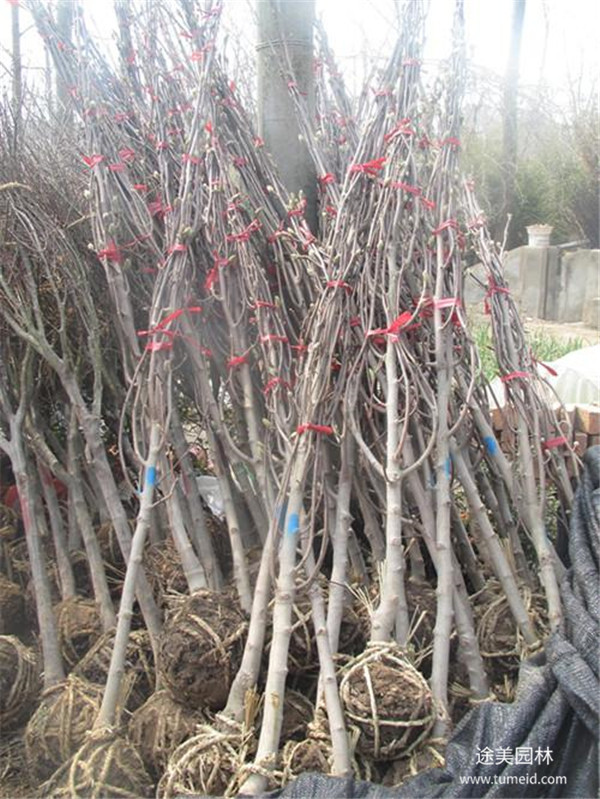 紫藤苗圃基地紫藤實(shí)拍圖